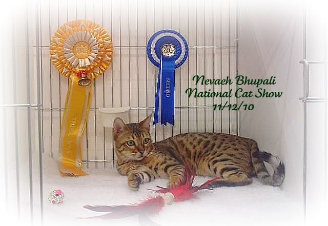 Bengal